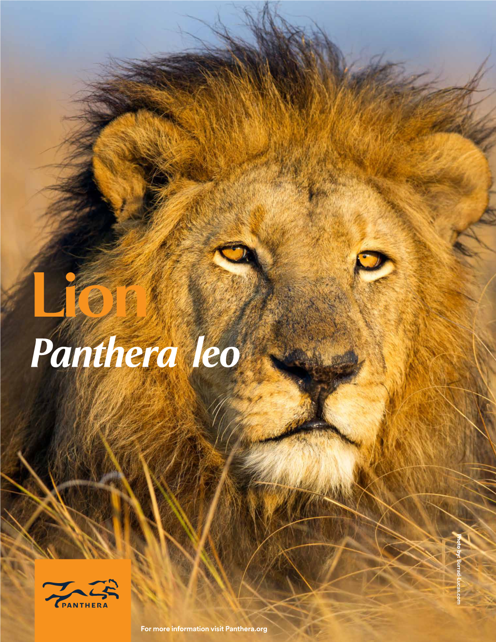 Panthera Leo Photo By