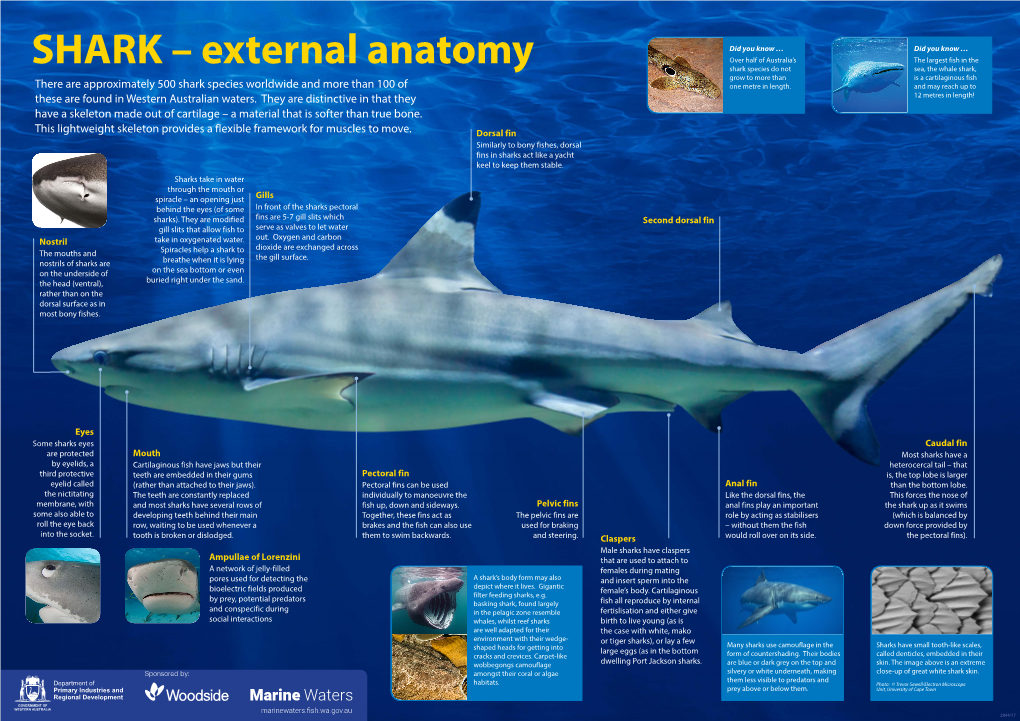 SHARK – External Anatomy