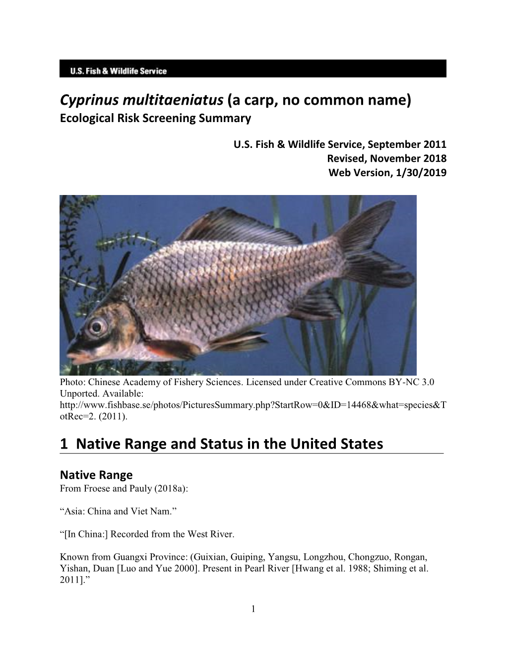 Cyprinus Multitaeniatus (A Carp, No Common Name) Ecological Risk Screening Summary