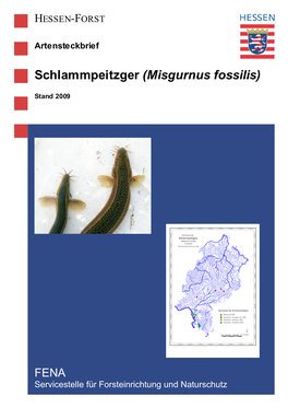 Schlammpeitzger (Misgurnus Fossilis)