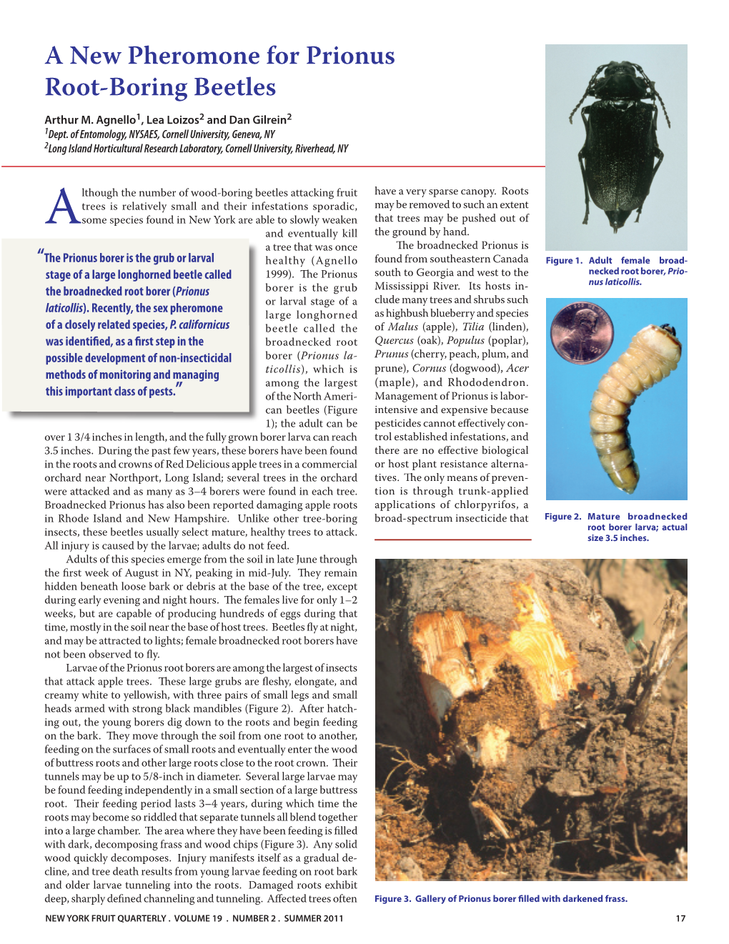 A New Pheromone for Prionus Root-Boring Beetles Arthur M