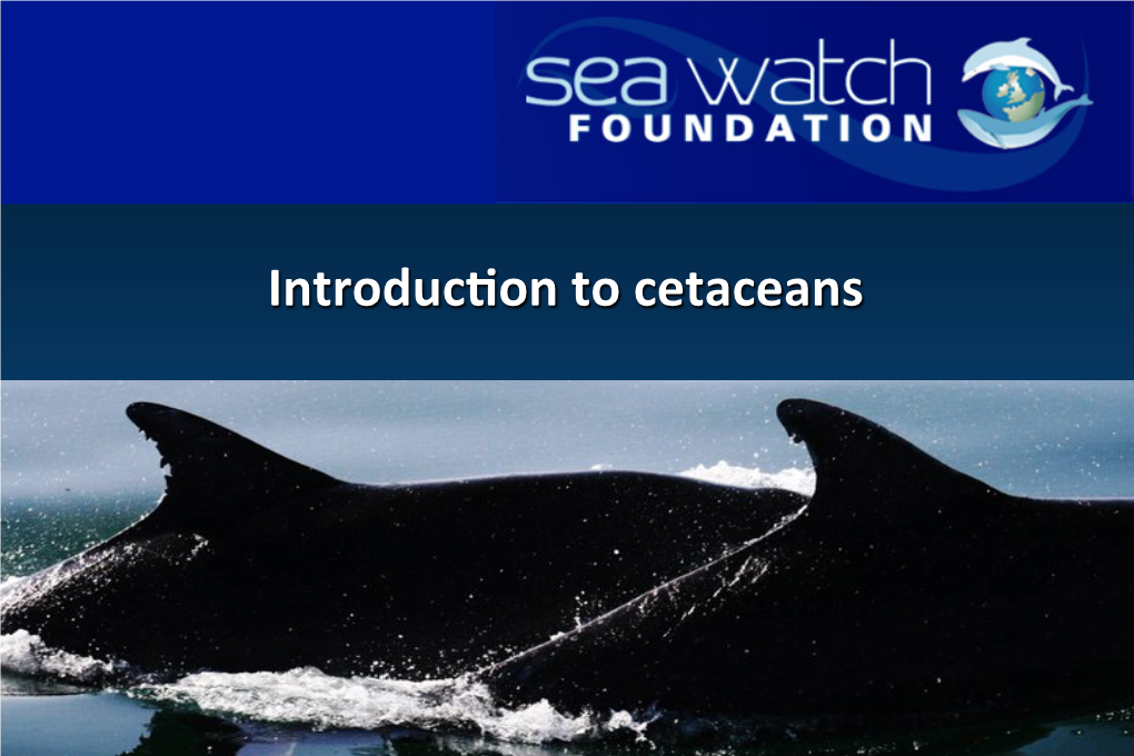 1. Introducvon to Cetaceans Whale, Dolphin Or Porpoise?
