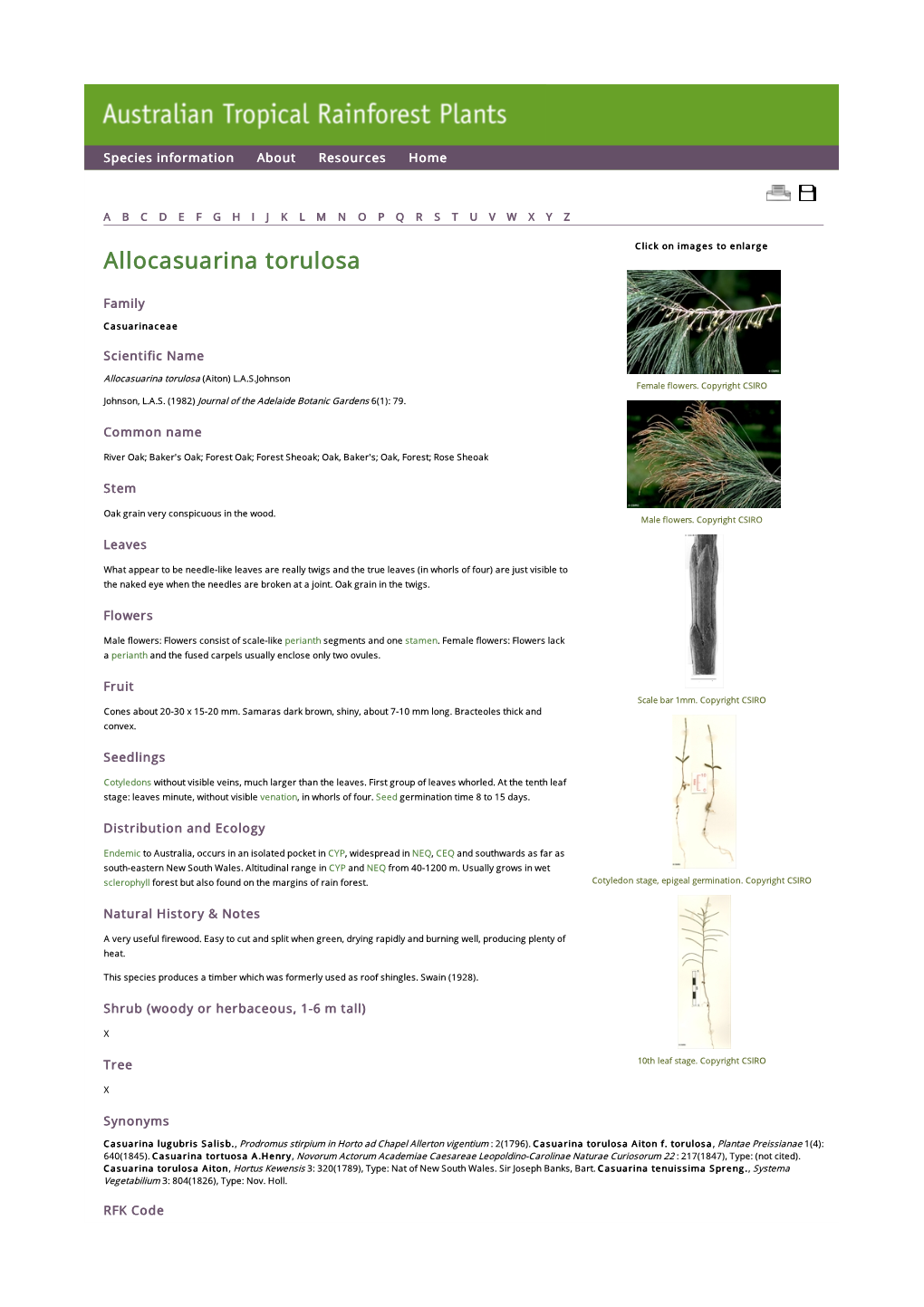 Allocasuarina Torulosa Click on Images to Enlarge