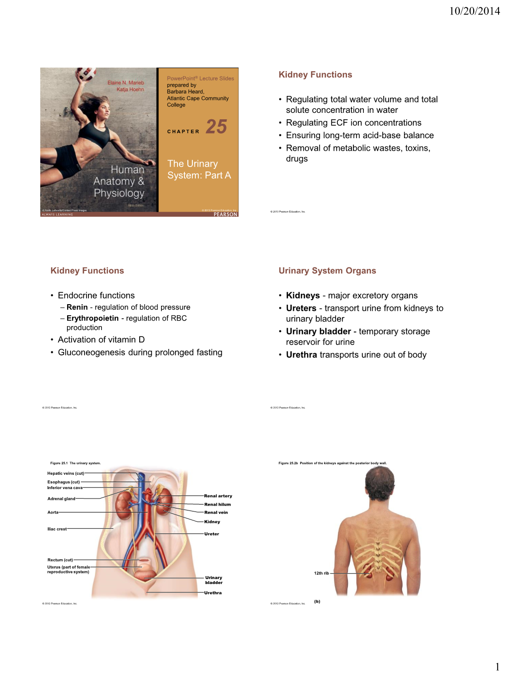 The Urinary System: Part A