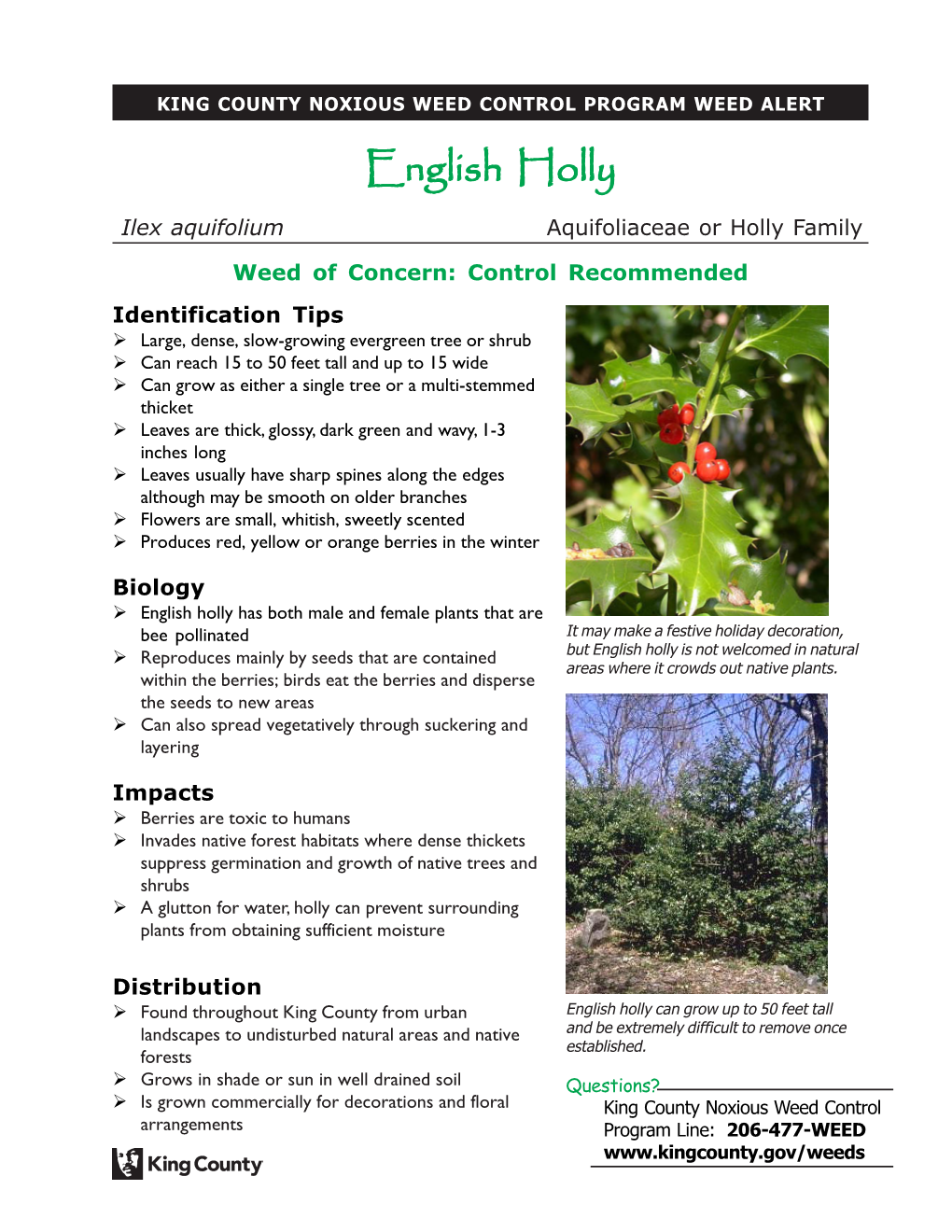 English Holly Ilex Aquifolium Aquifoliaceae Or Holly Family