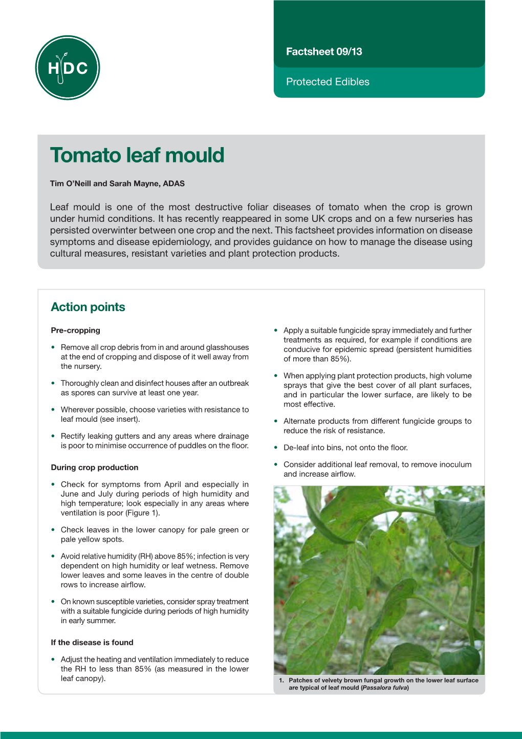 Tomato Leaf Mould