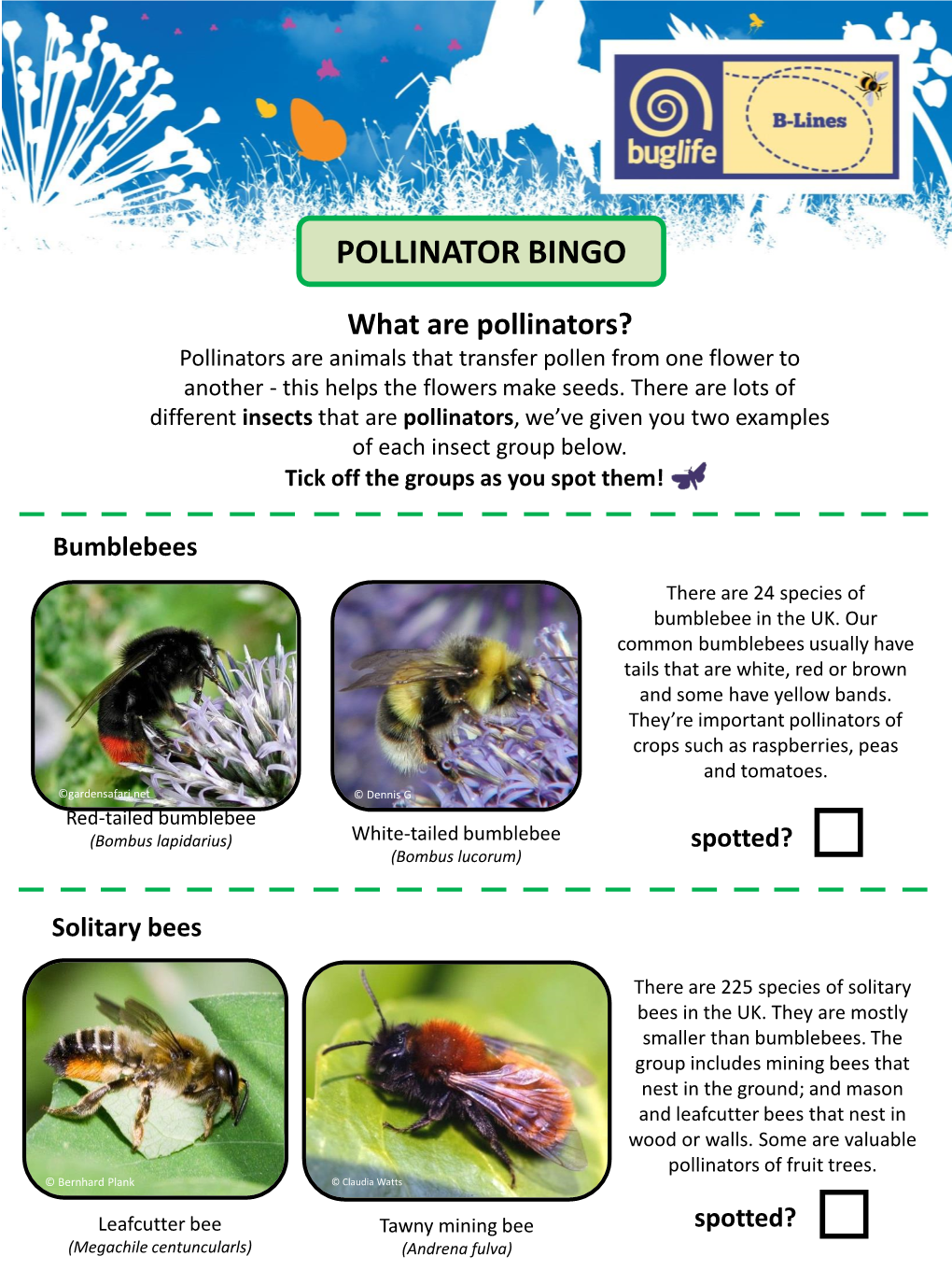 Pollinator Bingo
