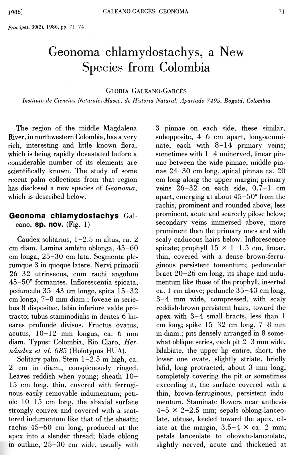 Geonoma Chlamydostachys, Anew Species from Colombia