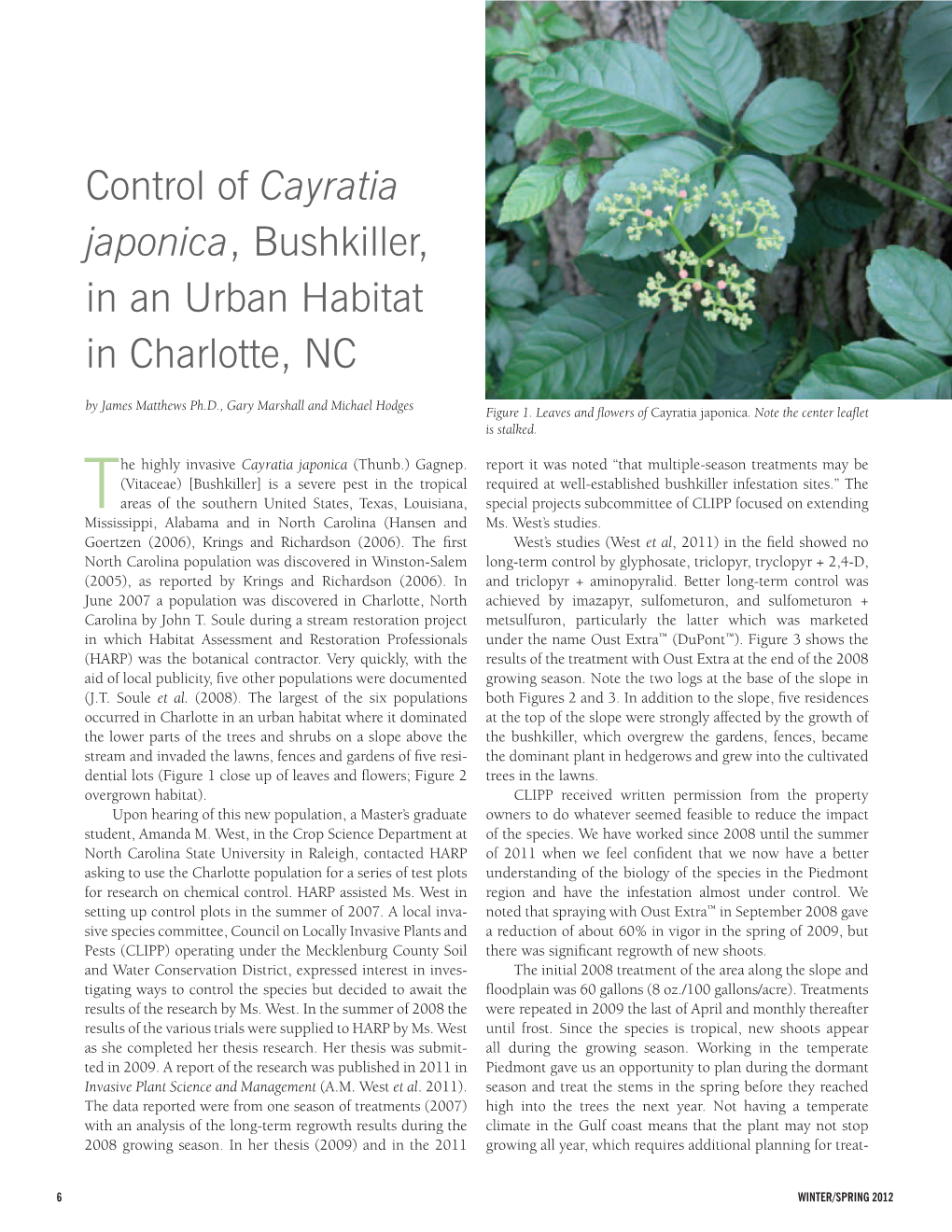 Control of Cayratia Japonica, Bushkiller, in an Urban Habitat in Charlotte, NC