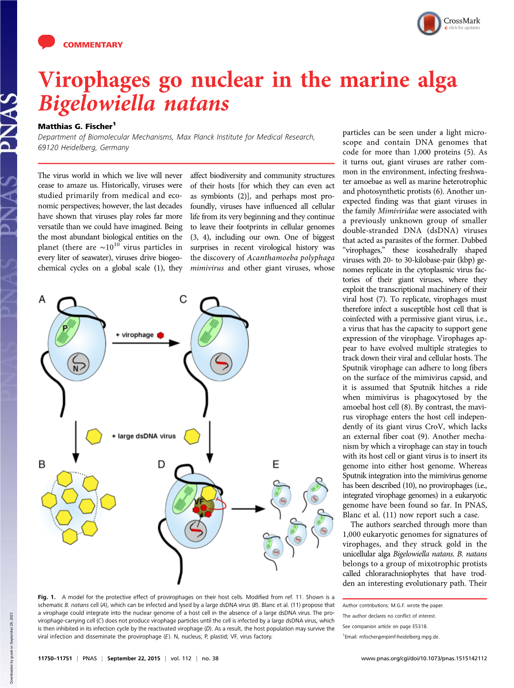 Virophages Go Nuclear in the Marine Alga Bigelowiella Natans Matthias G