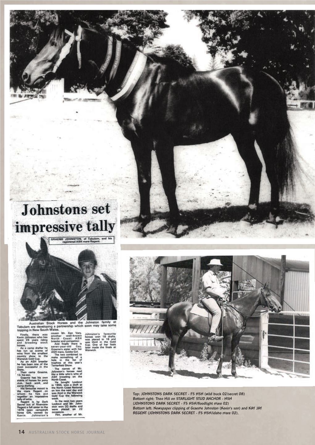 14 AUSTRALIAN STOCK HORSE JOURNAL Foundation Sire JOHNSTONS DARK SECRET - FS HSH ASH Reg: 9909