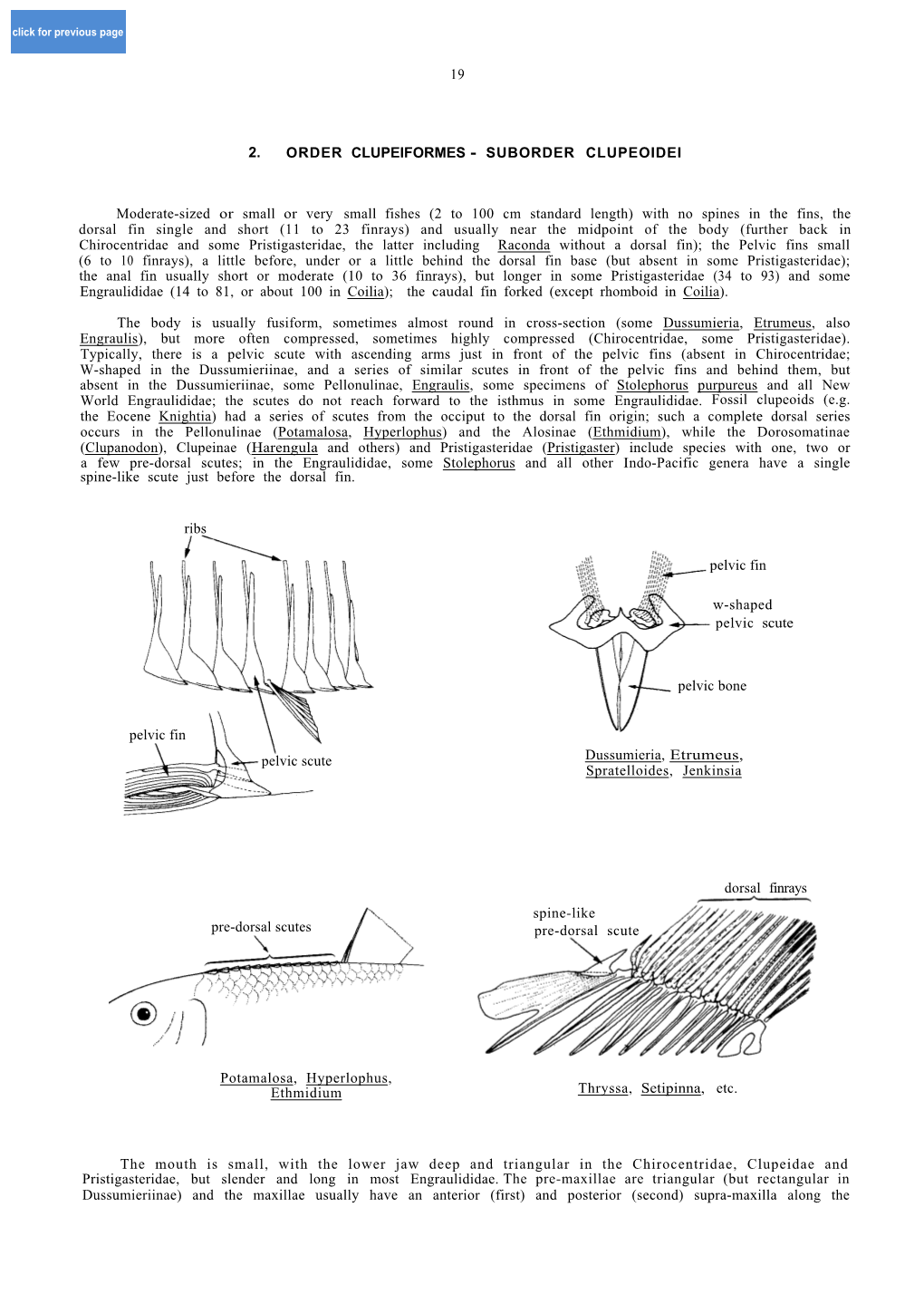 2. Order Clupeiformes - Suborder Clupeoidei