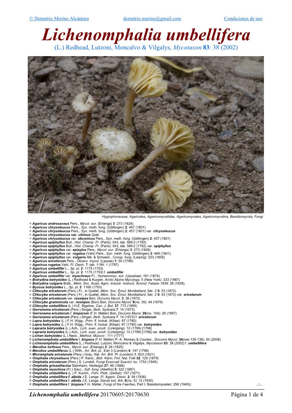 Lichenomphalia Umbellifera Umbellifera Lichenomphalia 4 De 1 Página 20170605/20170630