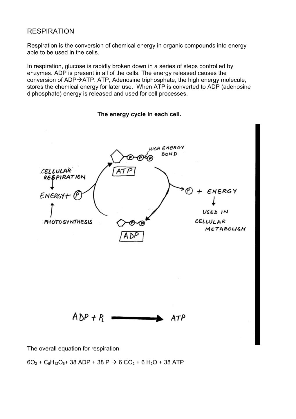 The Energy Cycle in Each Cell