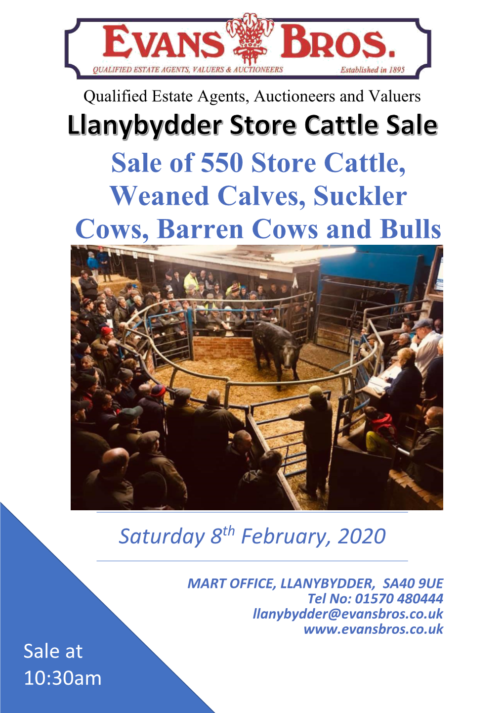 Sale of 550 Store Cattle, Weaned Calves, Suckler Cows, Barren Cows and Bulls