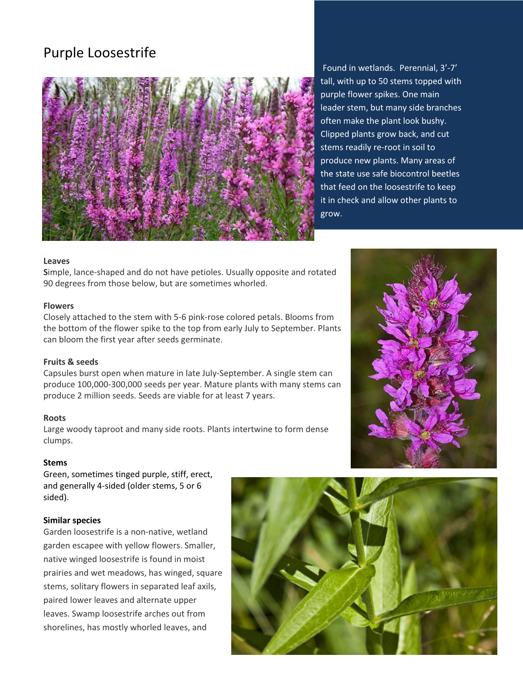 Purple Loosestrife Found in Wetlands