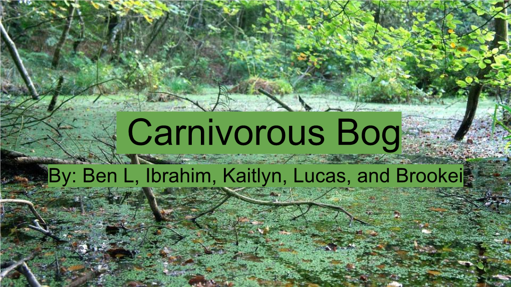 Carnivorous Bog By: Ben L, Ibrahim, Kaitlyn, Lucas, and Brookei What Are Carnivorous Plants?