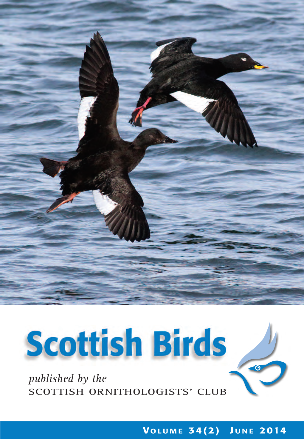 Scottish Birds