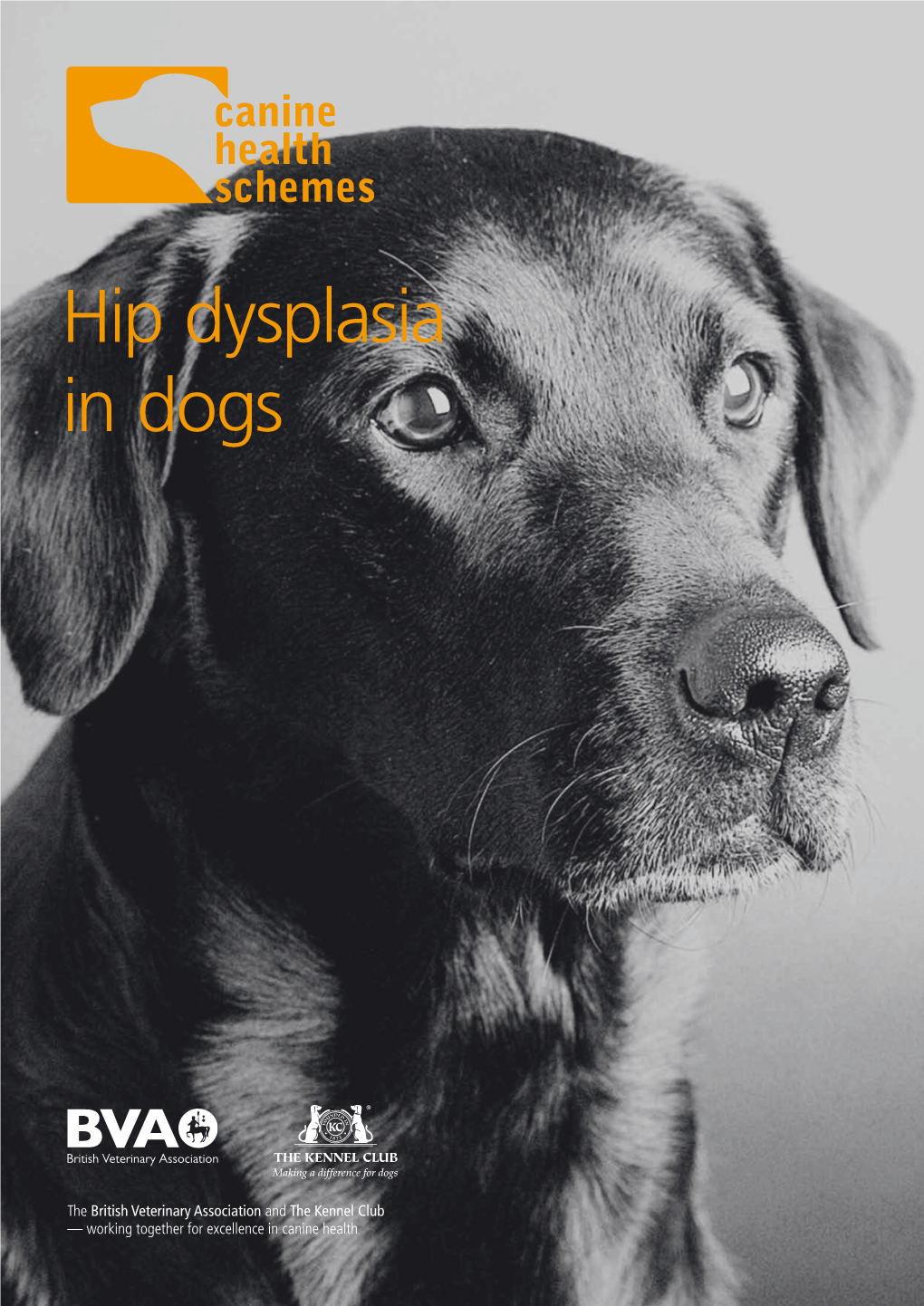 Hip Dysplasia in Dogs