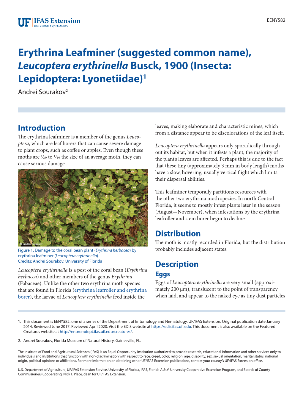 Erythrina Leafminer (Suggested Common Name), Leucoptera Erythrinella Busck, 1900 (Insecta: Lepidoptera: Lyonetiidae)1 Andrei Sourakov2