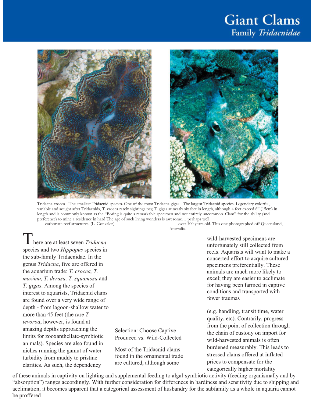 Here Are at Least Seven Tridacna Species and Two Hippopus Species in the Sub-Family Tridacnidae. in the Genus Tridacna, Five