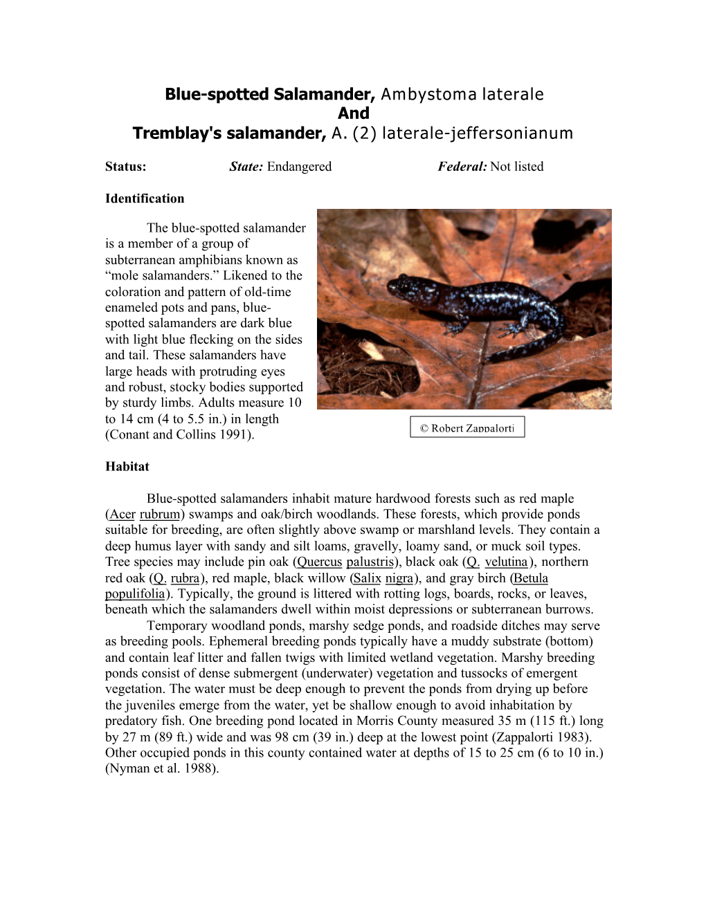 Salamander, Blue-Spotted