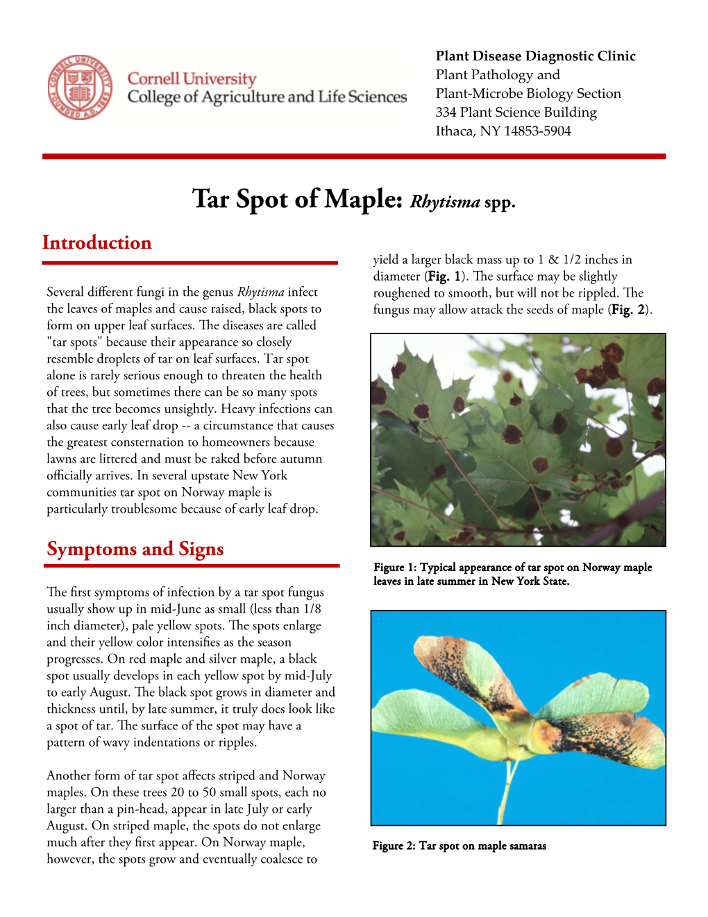 Tar Spot of Maple: Rhytisma Spp. Introduction Yield a Larger Black Mass up to 1 & 1/2 Inches in Diameter (Fig
