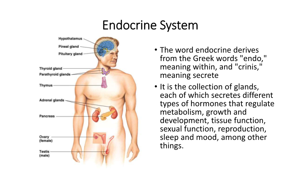 Endocrine System