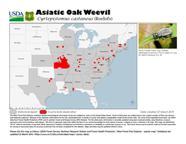 Asiatic Oak Weevil Cyrtepistomus Castaneus (Roelofs)