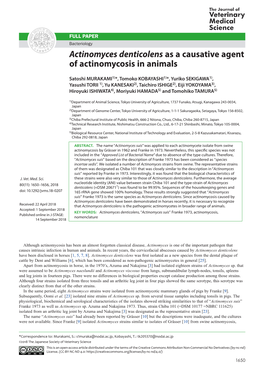 Actinomyces Denticolens As a Causative Agent of Actinomycosis in Animals