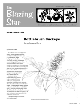 Bottlebrush Buckeye Aesculus Parviflora
