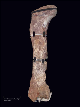 Fémur De Titanosaurio. Museo Egidio Feruglio, Trelew