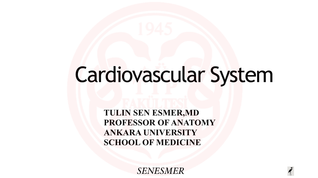 The Cardiovascular System