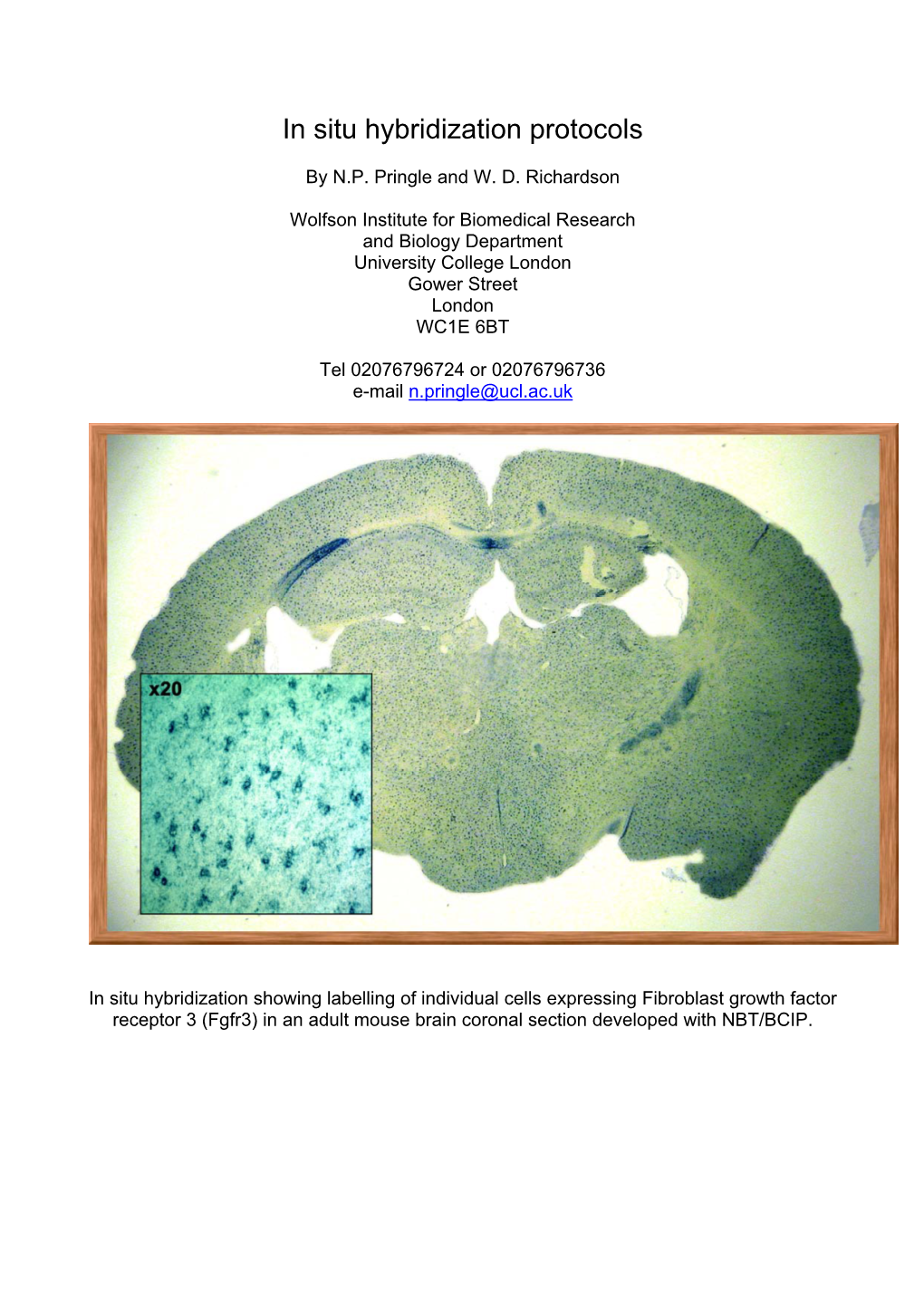 In Situ Hybridization Protocols