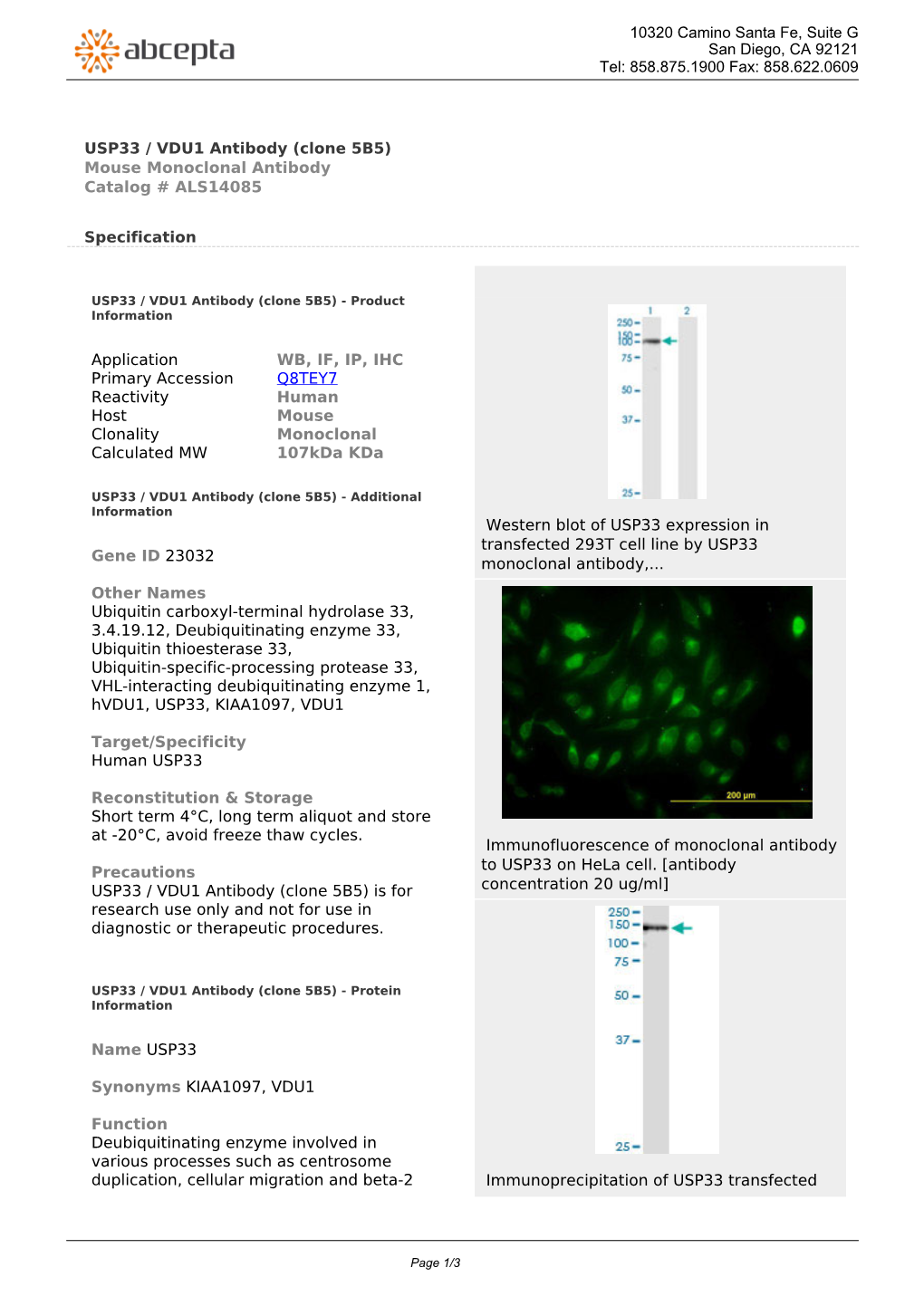 USP33 / VDU1 Antibody (Clone 5B5) Mouse Monoclonal Antibody Catalog # ALS14085