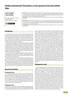 Otidea Saliceticola (Pezizales) a New Species from the Italian Alps