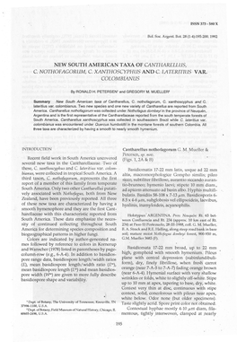 New South American Taxa of Cantharellus, C