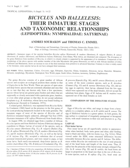 Bicyclus and Hallelesis: Their Immature Stages and Taxonomic Relationships (Lepidoptera: Nymphalidae: Satyrinae)