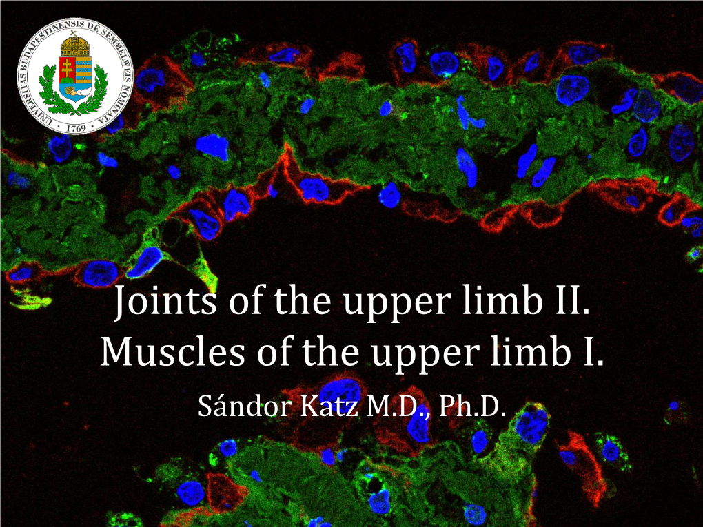 Joints of the Upper Limb II. Muscles of the Upper Limb I. Sándor Katz M.D., Ph.D