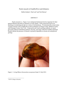 Pearly Mussels in Unadilla River and Tributaries