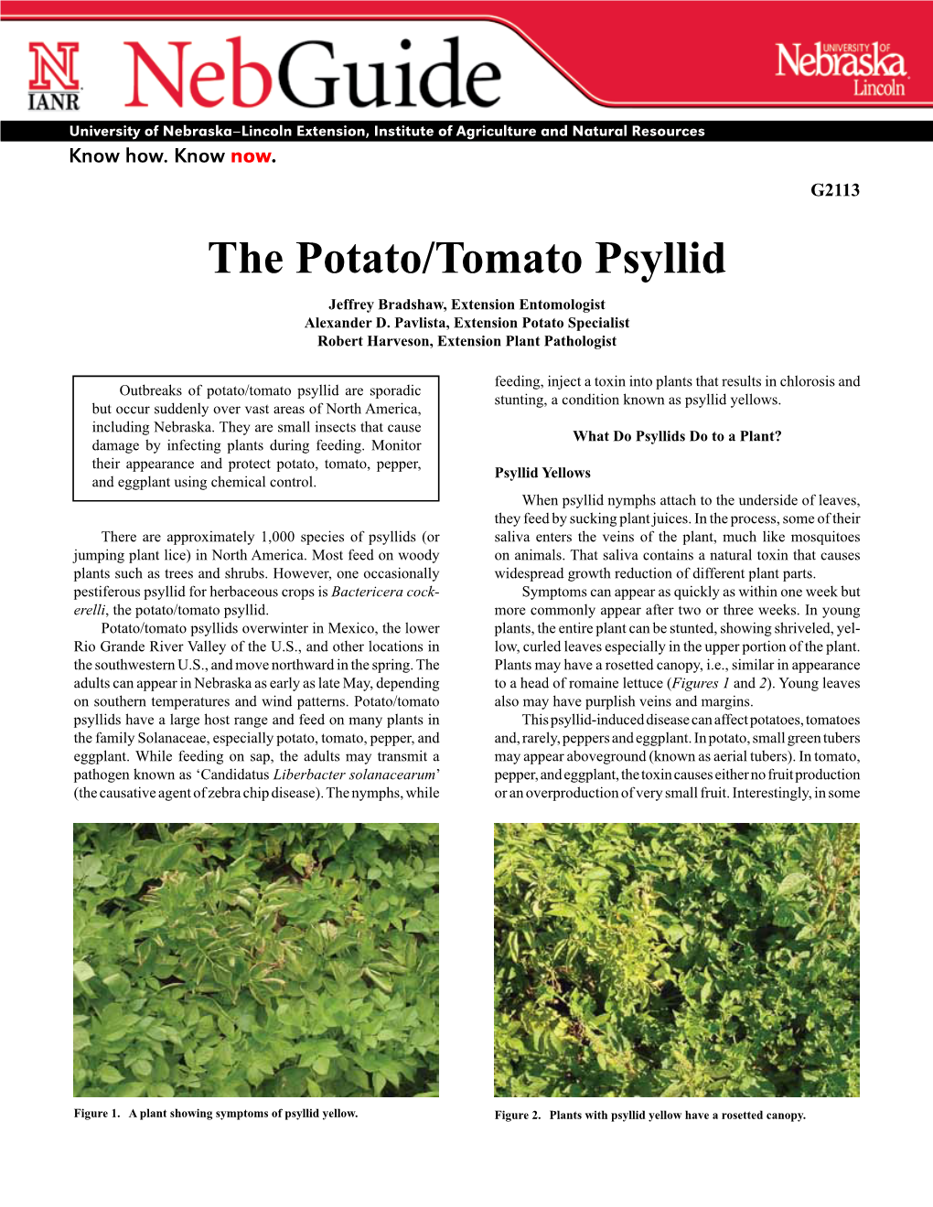 The Potato/Tomato Psyllid Jeffrey Bradshaw, Extension Entomologist Alexander D