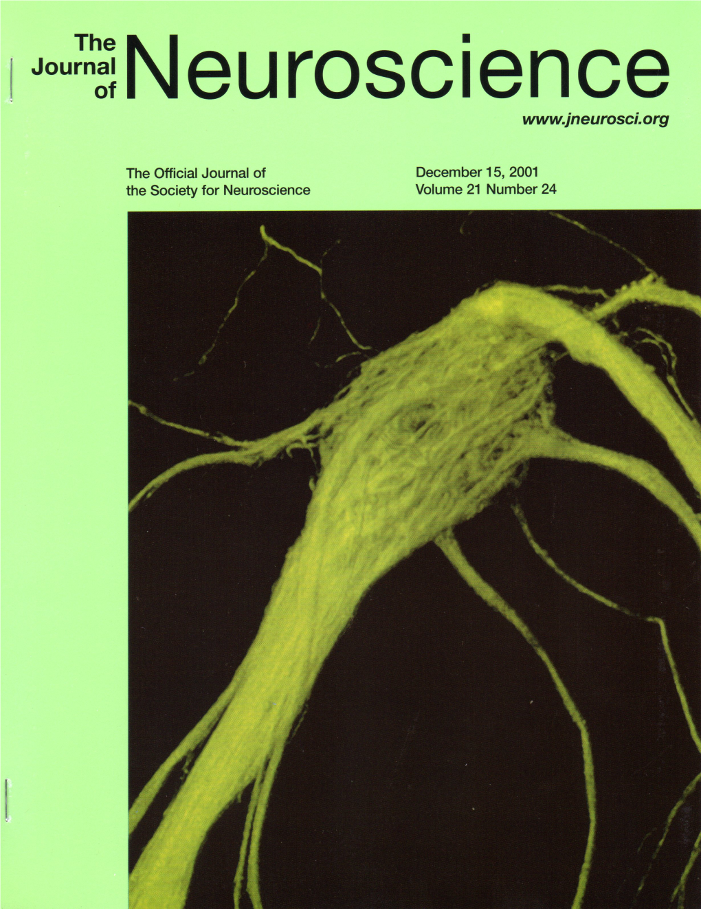 Structure and Emergence of Specific Olfactory Glomeruli in the Mouse