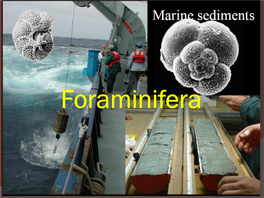 Planktic and Smaller Benthic Foraminifera Are Prepared As Follows: • Crush the Bulk Rock Into Roughly 5-Mm Fragments