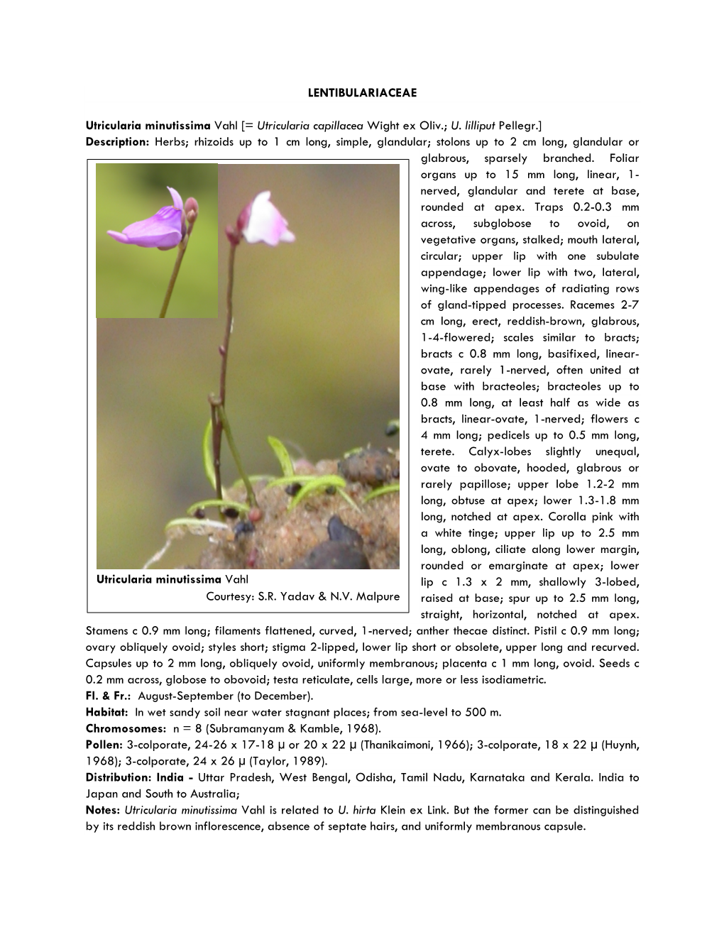 Utricularia Minutissima Vahl Courtesy: S.R. Yadav & N.V