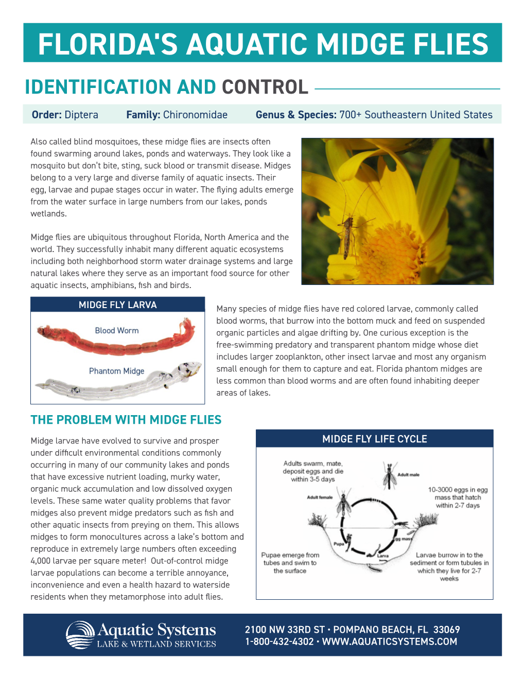 FLORIDA's AQUATIC MIDGE FLIES IDENTIFICATION and CONTROL Order: Diptera Family: Chironomidae Genus & Species: 700+ Southeastern United States