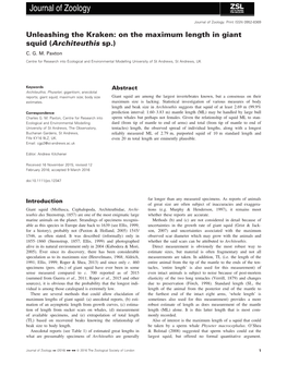 Unleashing the Kraken: on the Maximum Length in Giant Squid (Architeuthis Sp.) C