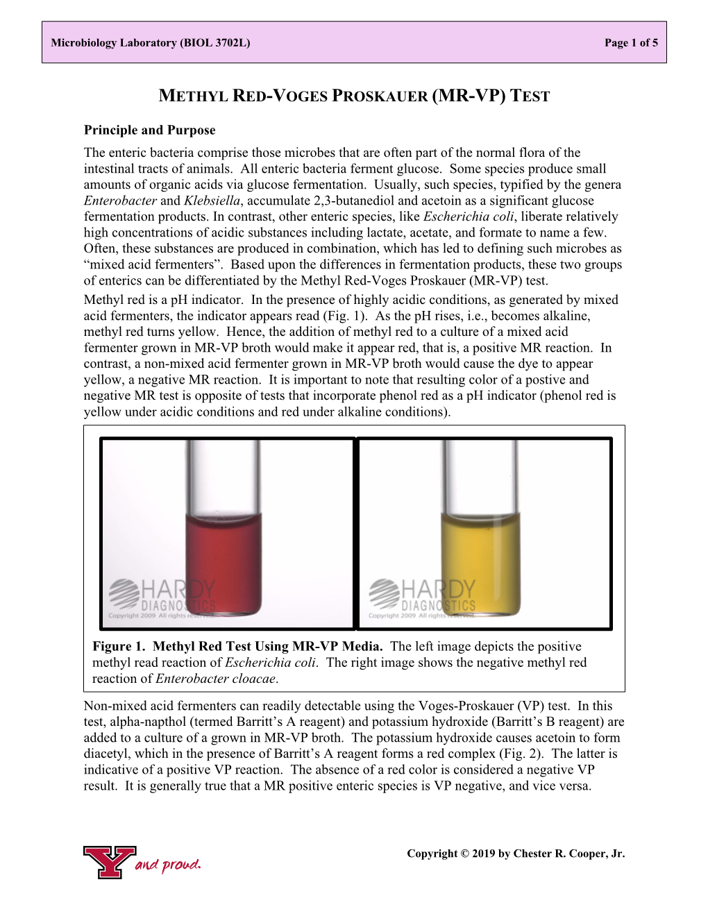 Methyl Red-Voges Proskauer Tests