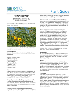 Sunn Hemp (Crotalaria Juncea) Plant Guide