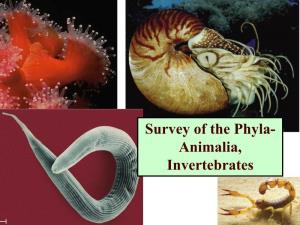 Survey of the Phyla- Animalia, Invertebrates the Kingdom Animalia Is in the Domain Eukarya and in the Supergroup Unikonta