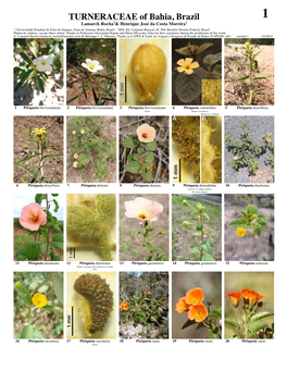 TURNERACEAE of Bahia, Brazil 1 Lamarck Rocha1& Henrique José Da Costa Moreira2